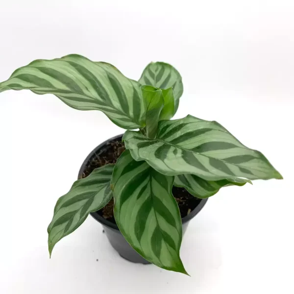 Calathea Louisae 'Freddy' - Image 3