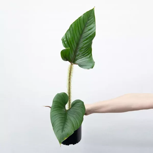 Philodendron Serpens - Rare - Image 3