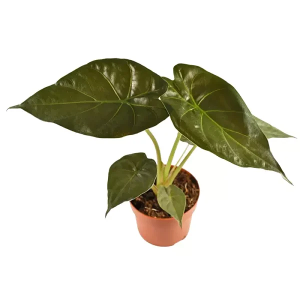 Giant Elephant Ear | Alocasia Wentii - Image 3