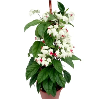Bleeding Heart Vine White, Clerodendrum Thomsoniae Plant