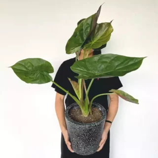 Giant Elephant Ear | Alocasia Wentii