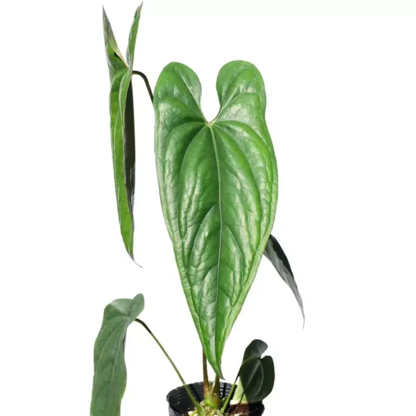 Anthurium Nigrolaminum 'Gigi' - Rare - Image 3