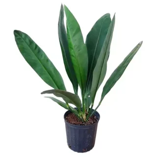 Anthurium Coriaceum Giant- Rare