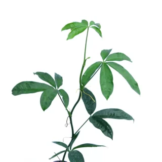 Anthurium Pentaphyllumium "Costa Rica"- Rare