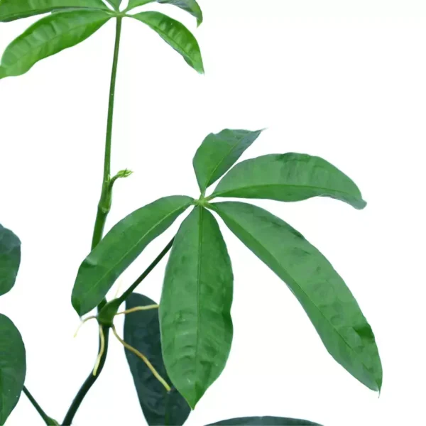 Anthurium Pentaphyllumium "Costa Rica"- Rare - Image 2