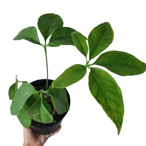 Anthurium Pentaphyllumium "Costa Rica"- Rare - Image 3