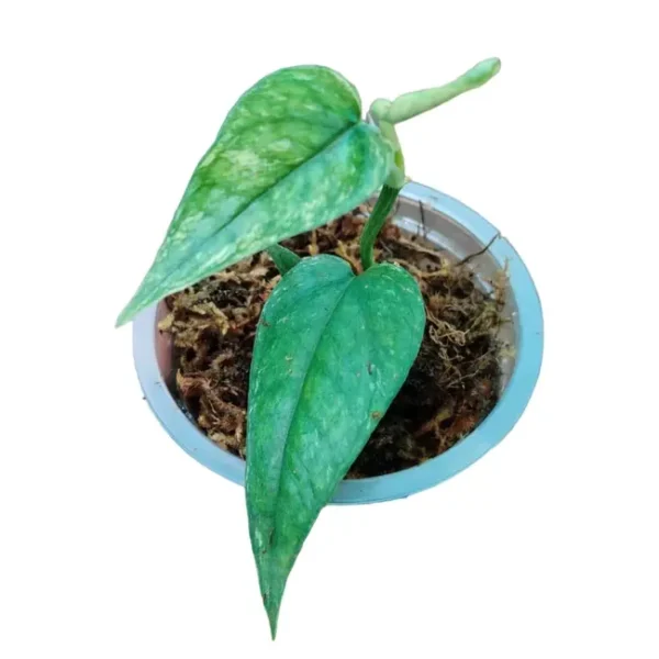 Epipremnum Pinnatum Cebu Blue Variegated - Rare - Image 3