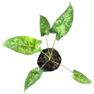 Schismatoglottis sp Calyptrata - Rare