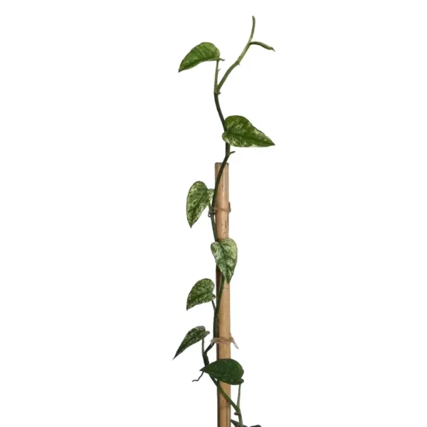 Epipremnum Pinnatum Cebu Blue Variegated - Rare - Image 2