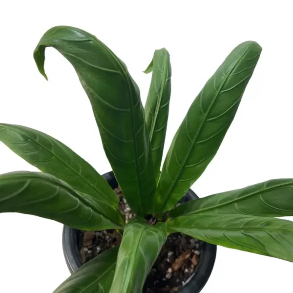 Anthurium Angel Wings Plant- Rare - Image 2
