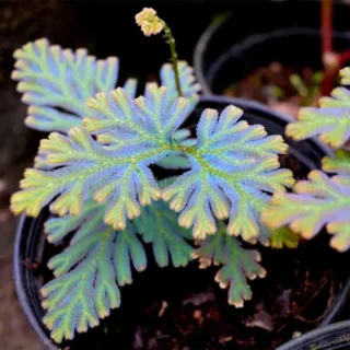 Selaginella siamensis "Hieron" - Super Rare