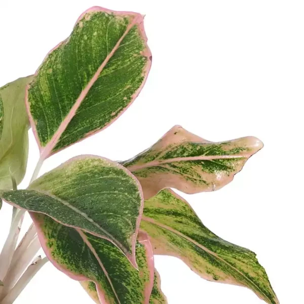Siam Pink Aurora Aglaonema plant - Image 2