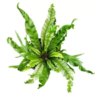 Bird Nest Fern Variegated (Asplenium nidus variegated) - Super Rare