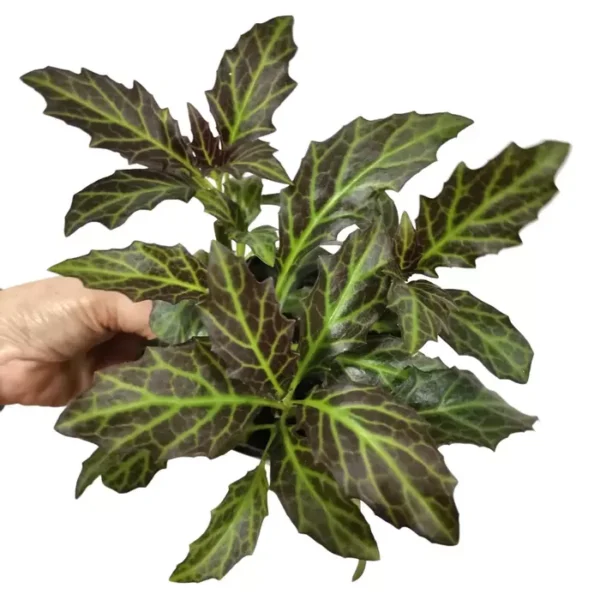 Gynuram Pseudochina - Image 3