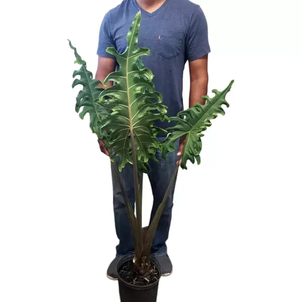 Alocasia Portei, Elephant Ear - Rare - Image 2