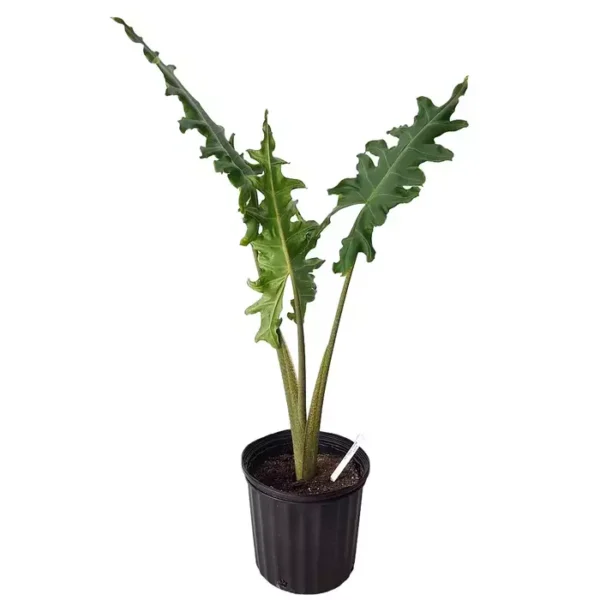 Alocasia Portei, Elephant Ear - Rare - Image 3