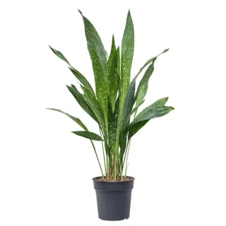 Aspidistra Milky Way - Rare
