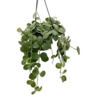 Peperomia "Hope"