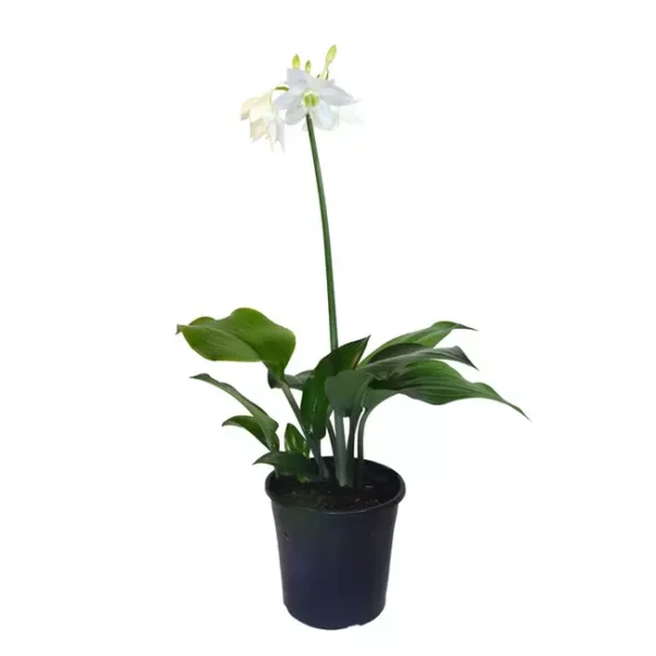 Urceolina Amazonica | Eucharis Grandiflora | Amazon Lily Plant - Image 3