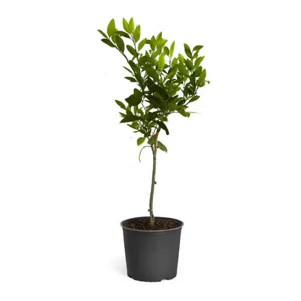 Chinese Orange Live Plant, Calamondin Orange - Image 3
