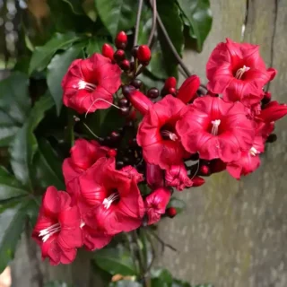 Cardinal Creeper (Ipomoea Horsfalliae)