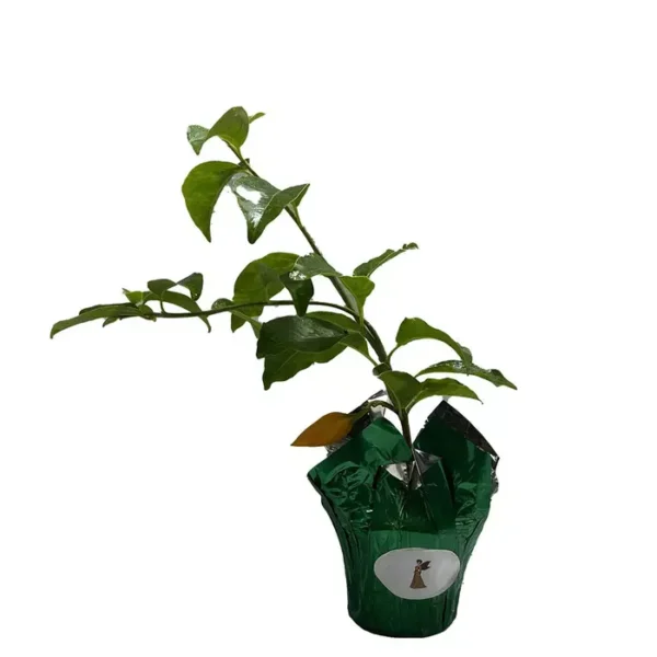 Juanulloa Parasitica, Gold Finger Plant - Image 2
