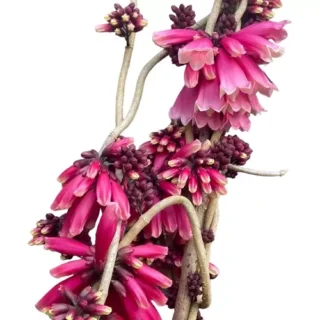 Tecomanthe Hillii