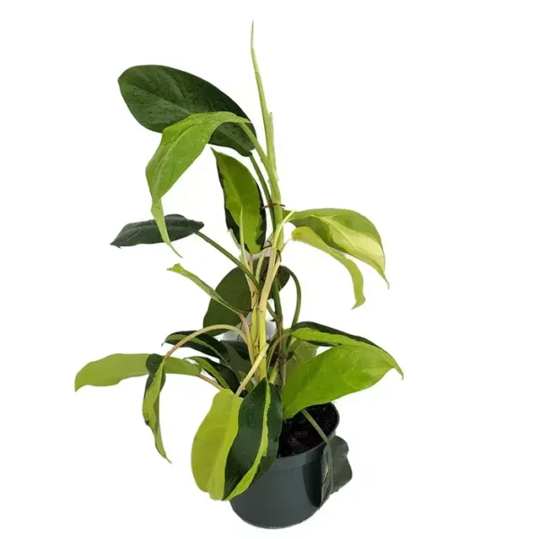 Thai Sunrise Philodendron - Rare - Image 3