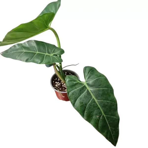 Philodendron Maximum- Rare - Image 3