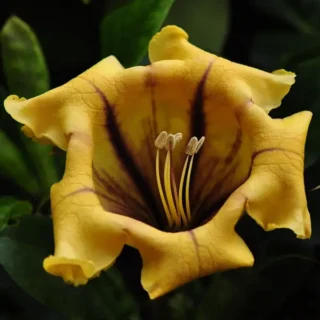 Cup Of Gold Vine Plant