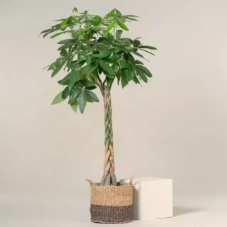 Braided Pachira , Money Tree Plant, Guiana Chestnut