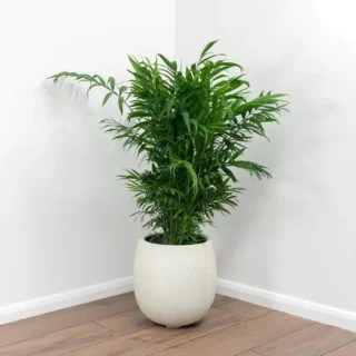 Parlor Palm (Chamaedorea elegans)