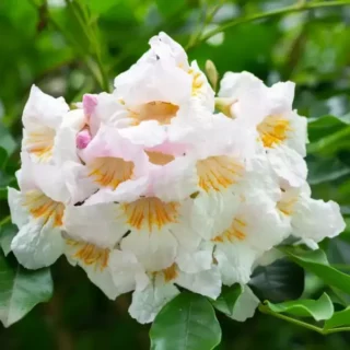 China Doll, Radermachera Sinica plant