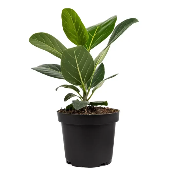 Ficus Audrey | Banyan Tree, Bargad, Ficus Benghalensis Plant - Image 3