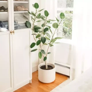Ficus Audrey | Banyan Tree, Bargad, Ficus Benghalensis Plant