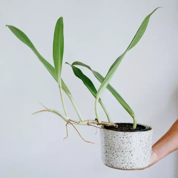 Philodendron Crassinervium- Rare - Image 2