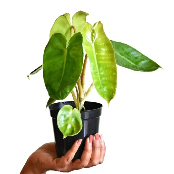 Philodendron Burle Marx Kerala Hybrid - Rare Plant - Image 3