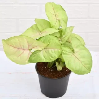 Syngonium Lemon, Cream allusion, Syngonium Cream (Pink veins)