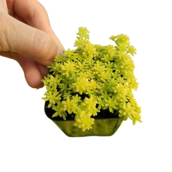 Golden Sedum Plant - Image 3