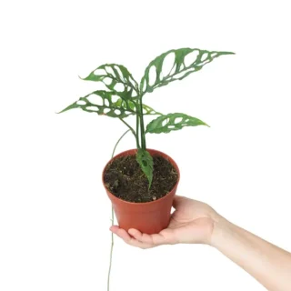 Monstera Obliqua - Rare