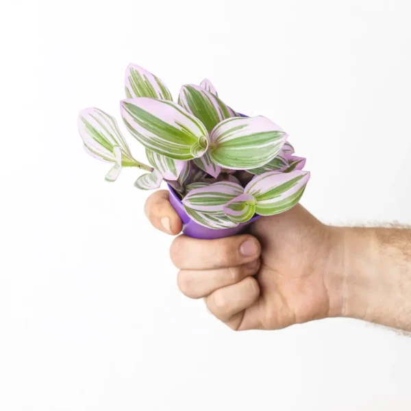 Tradescantia Nanouk - Rare - Image 3