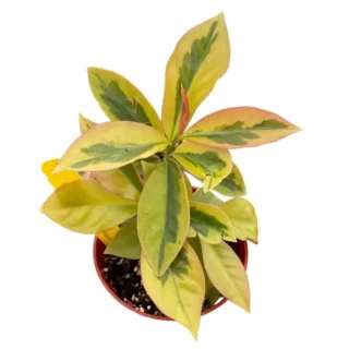 Lemon Vine Variegated - Pereskia Aculeata cv. 'Godseffiana' variegated