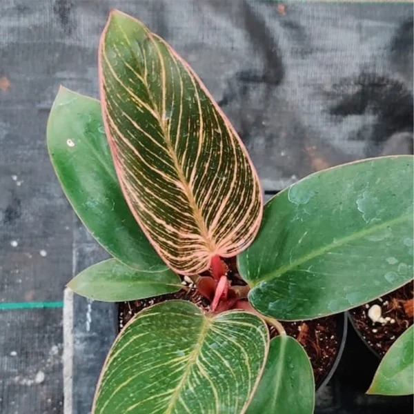 Philodendron Pink Birkin Plant - Image 2