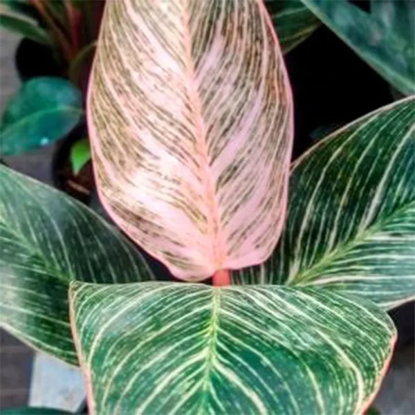 Philodendron Pink Birkin Plant