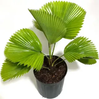 Licuala Grandis Fan Palm Tree, Rare and Exotic