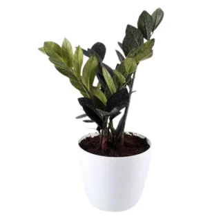 Black zz plant, Raven ZZ Plant