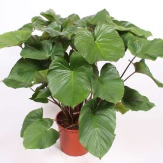 Homalomena Rubescene Maggy- Big Plant