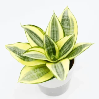 Sansevieria Trifasciata Hahnii