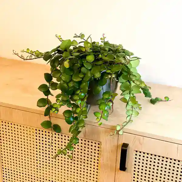 Pink Lipstick Plant (Aeschynanthus) - Image 3