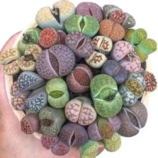 Lithops | Living stone plant - Rare
